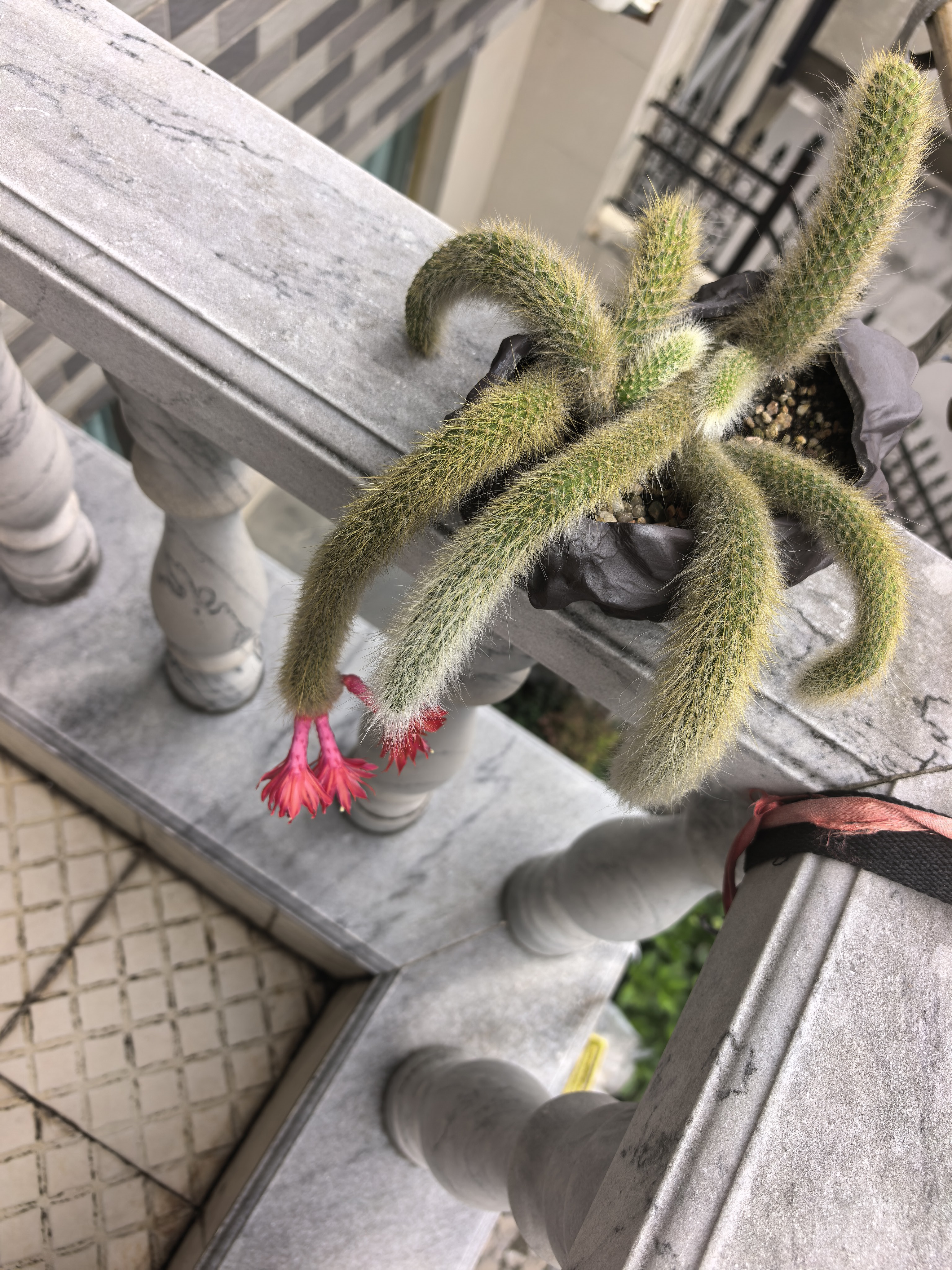 这玩样开花了